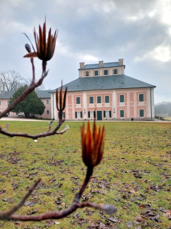 03 Ratibořice se suchými plody liliovníku tulipánokvětého