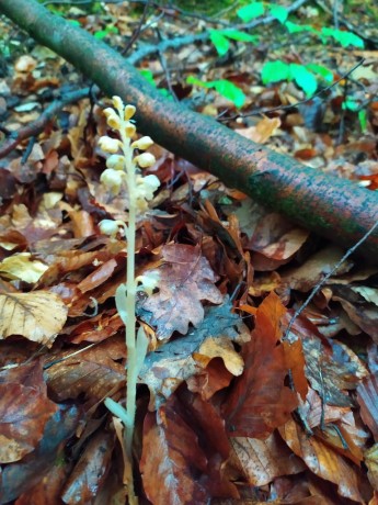 37 Hlístník hnízdák