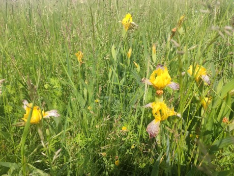 13 Kosatec různobarvý