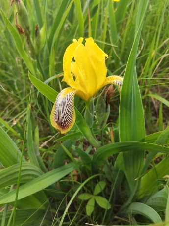 14 Kosatec různobarvý