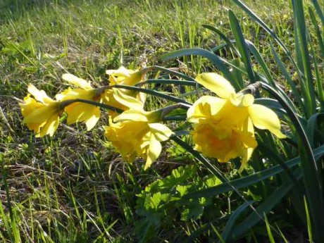 Narcisy v trávě pod chalupou Na Perlíčku