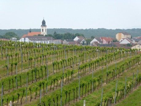 Velké Pavlovice z cesty vinicemi 