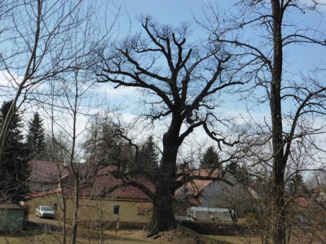 Lukavice - památný dub 700 let starý