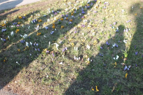 Jarní kytičky na Svatojánskem náměstí