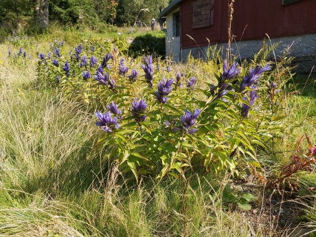 03 Hořce ještě stále v květu