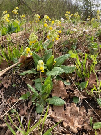 Prvosenka jarní čili petrklíče