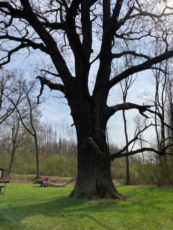 Vojtěchův dub 1