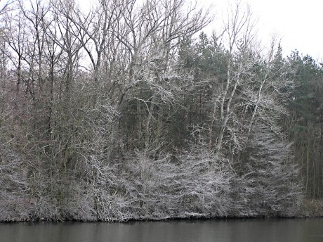 Bílé stromy na břehu Labe