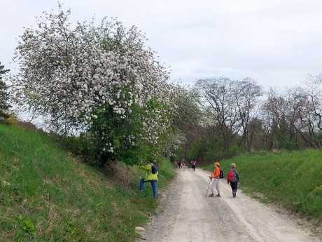 15 Cesta do Lysé n. Lab – určování stromů