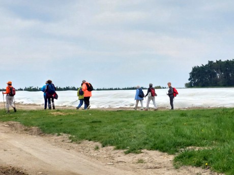 14 Cesta do Lysé n. Lab. bramborovými poli pod plachtami