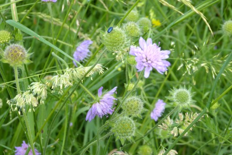 41 Květy tu zbarvovaly louky domodra