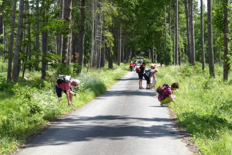 42 Cesta do Albrechtic n. Vlt. je lemována lesnímu jahodami