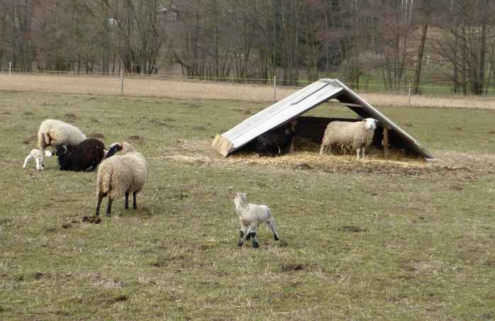 Ovce a  roztomilá jehňata